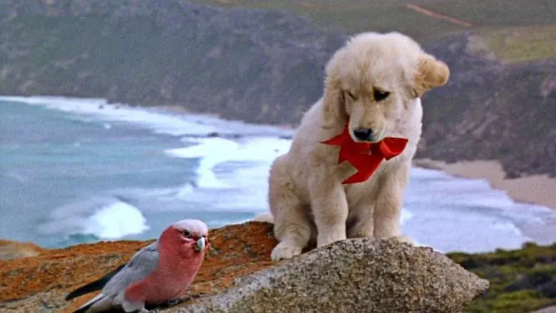 Napoleon still 7