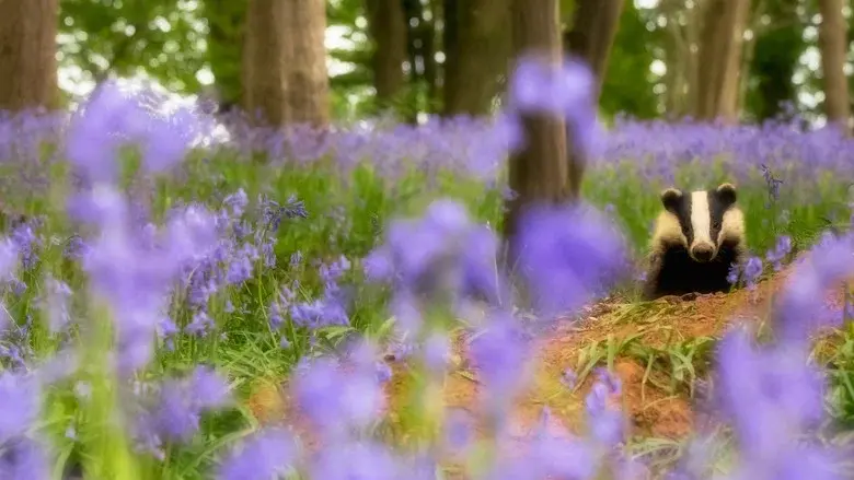 Wild Isles still 8