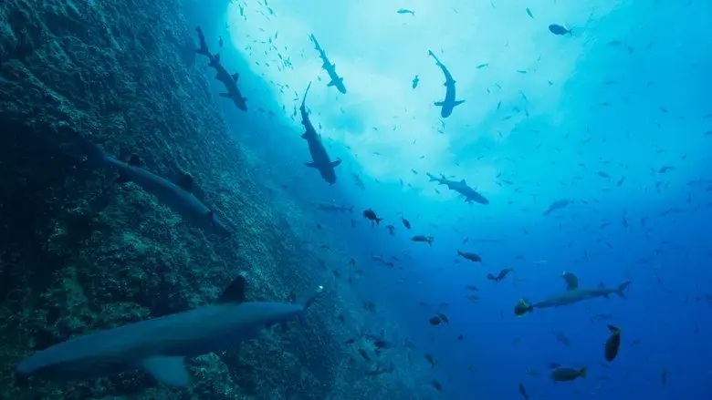 Our Oceans still 1