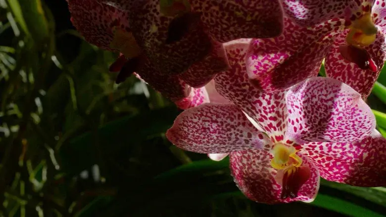 Kingdom of Plants still 1