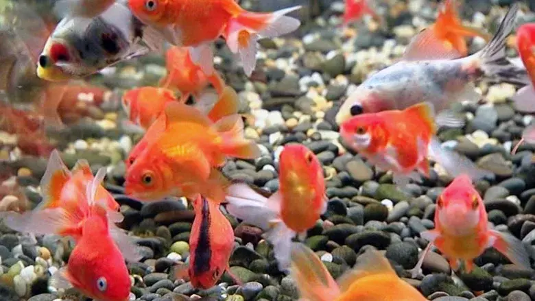 Blue Planet Easy Fishkeeping still 1