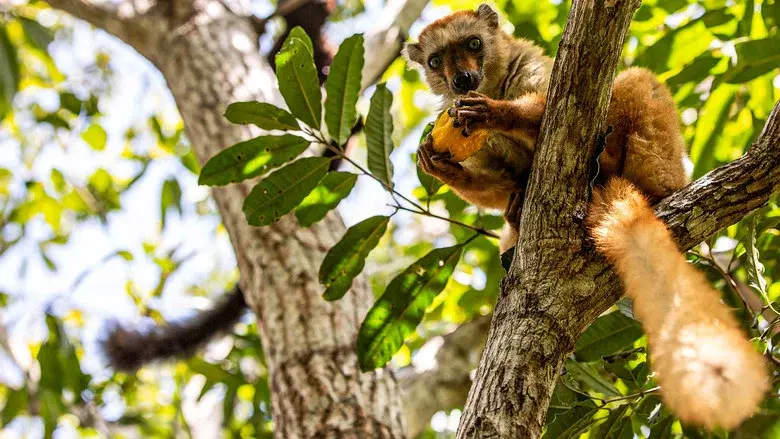 Primates still 1