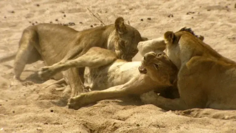 The Lions Rule still 5