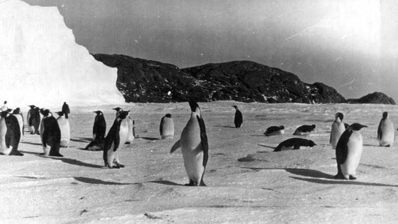 Tale of the Penguins still 1