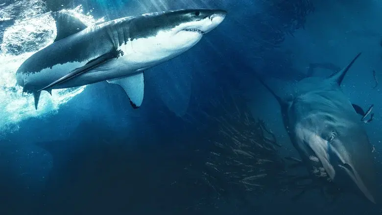 Shark still 3