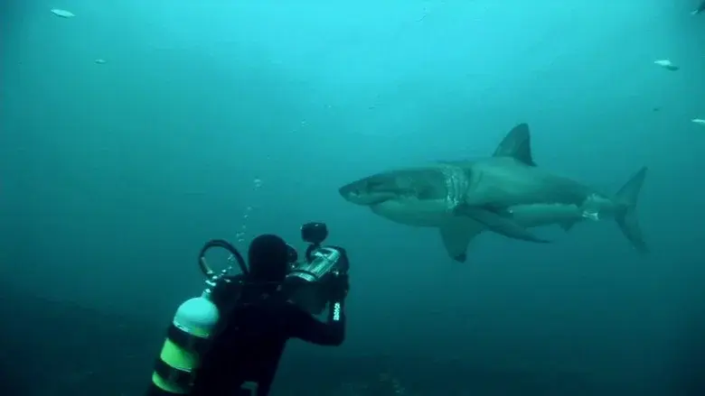 Great White Shark: A Living Legend still 1