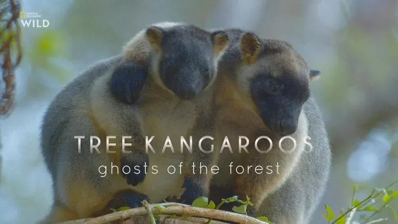 Tree Kangaroos: Ghosts of the Forest still 3