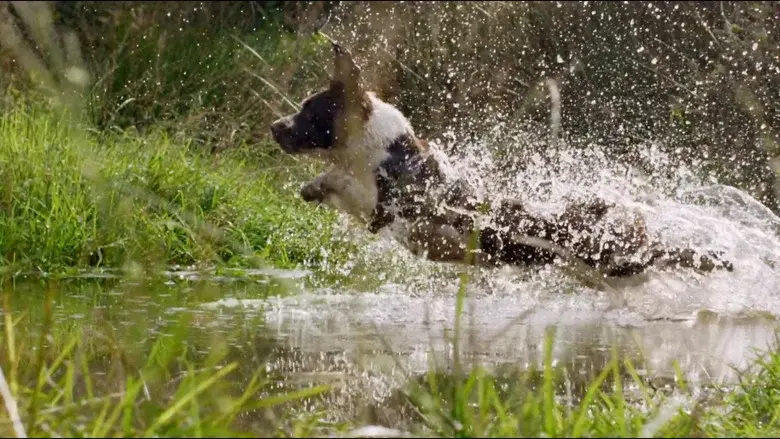 The Secret Life of Dogs still 1