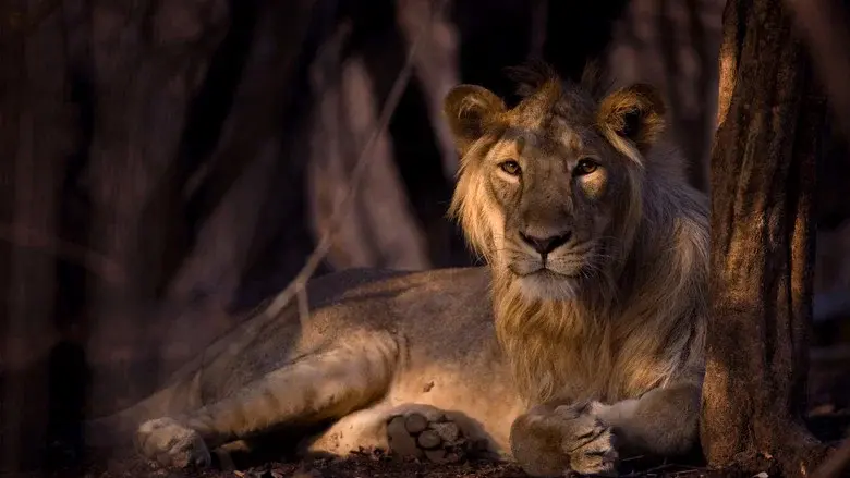 Secrets of Wild India still 1