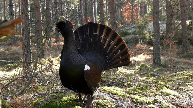Småland - Sweden's Wild South still 1