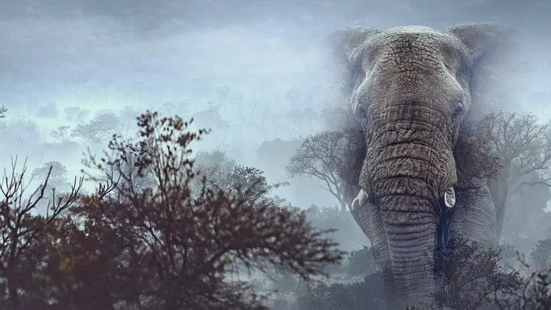 Ghost Elephants still 8