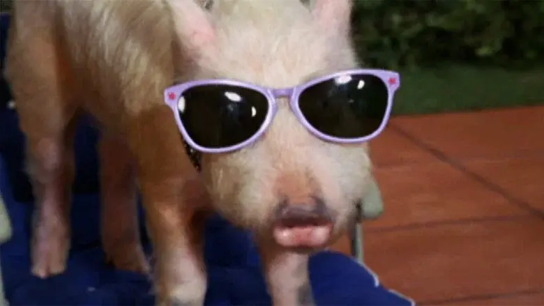 Green Acres still 6