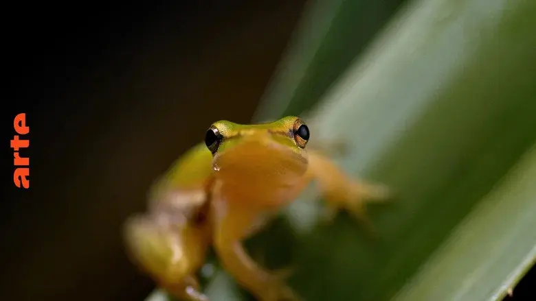 Australie : l'Odyssée Sauvage still 1