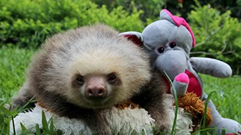 Meet the Sloths still 3