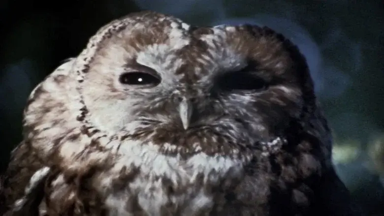 The Owl Service still 4