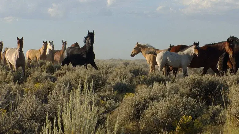 American Mustang still 8