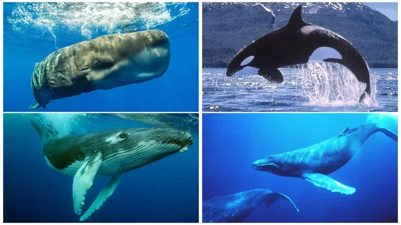 Whales: An Unforgettable Journey still 2