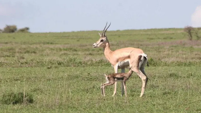 Tanzanie, la nature à l'état sauvage still 1