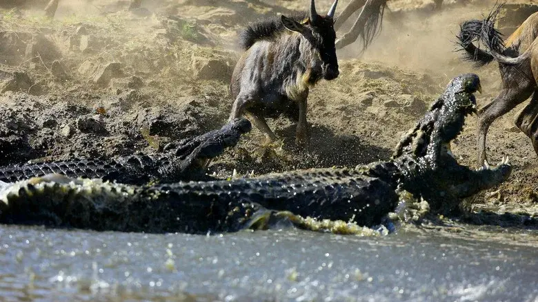 Crocodiles - The Private Life of Primeaval Reptiles still 1