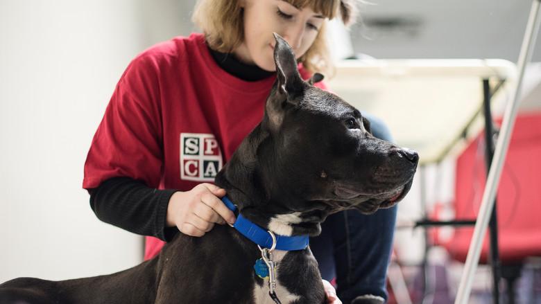 SPCA en action still 2