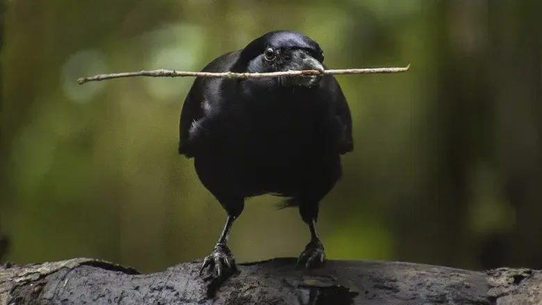 Beak & Brain - Genius Birds from Down Under still 1