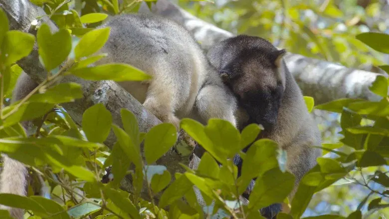 Tree Kangaroos: Ghosts of the Forest still 6
