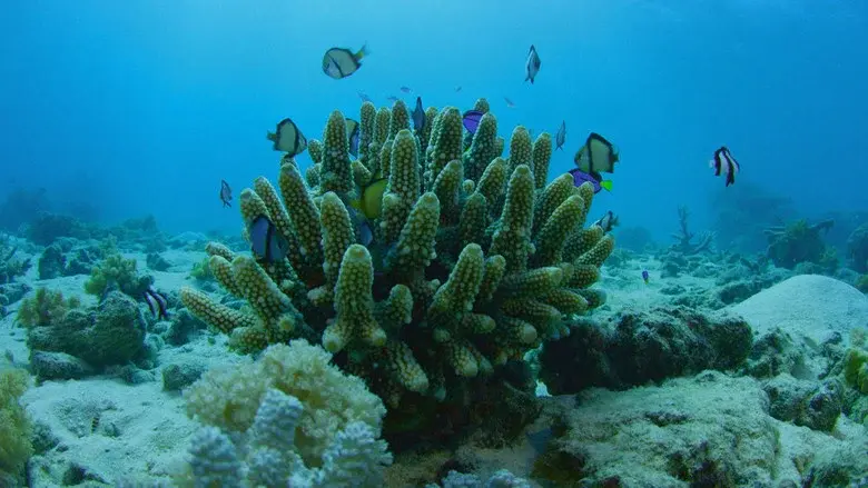Can We Save the Reef? still 2