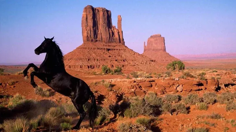 American Mustang still 1