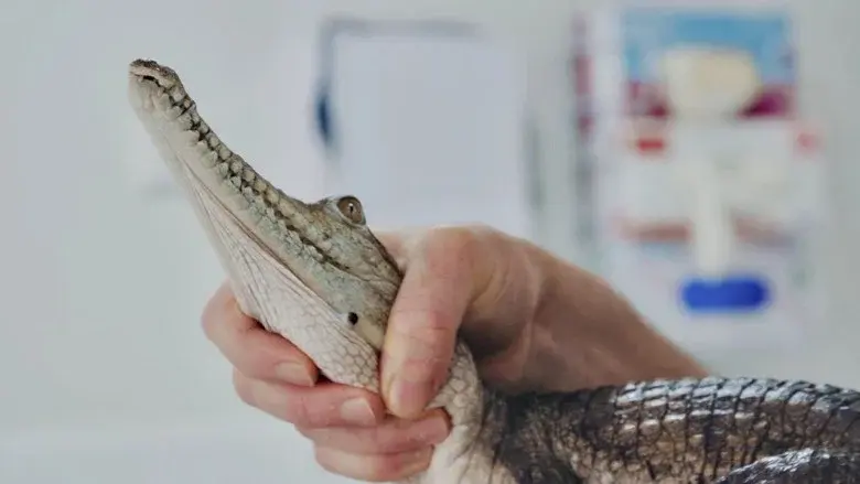 The Bizarre Pet Vets still 3