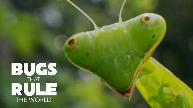 Bugs That Rule the World still 1