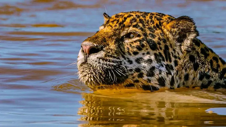 Jaguar vs. Croc still 5