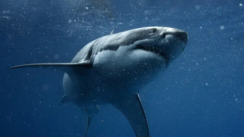 Shark vs. Tuna still 2