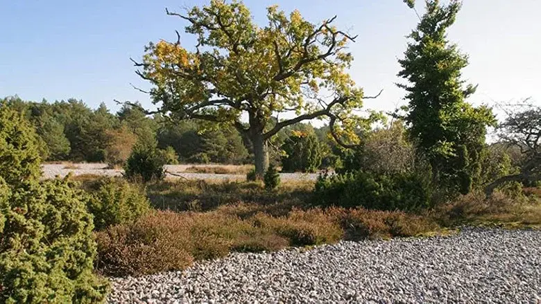 Ostseeparadies Rügen still 4