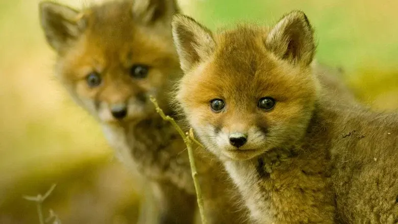 Wildlife SOS still 1