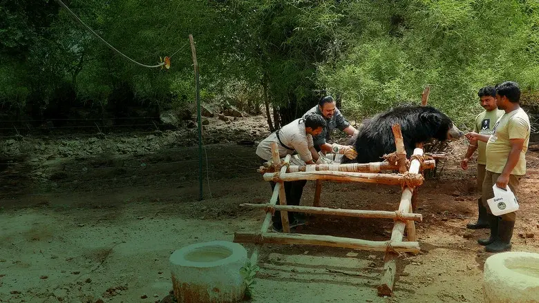Jungle Animal Rescue still 5
