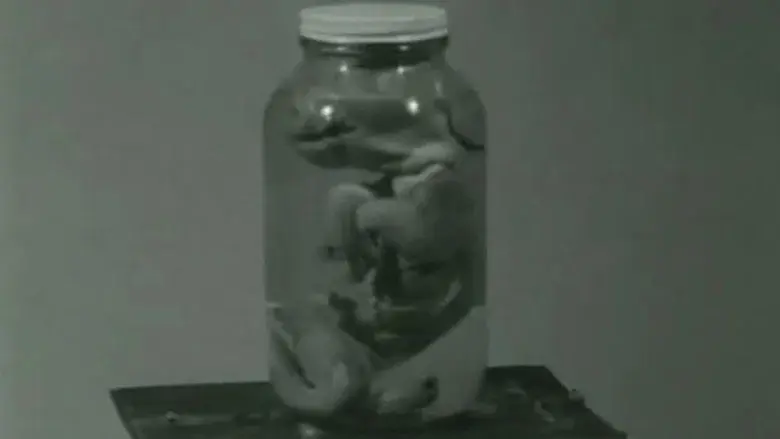 Pig still 3