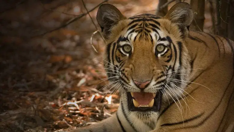Secrets of Wild India still 4