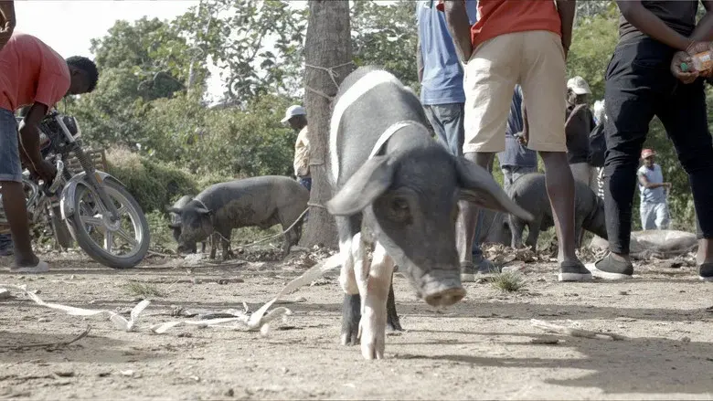 The Creole Pig: Haiti's Great Loss still 1
