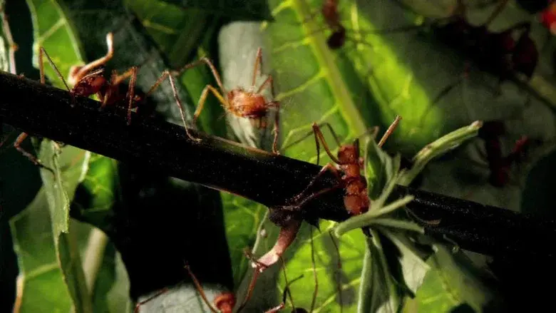 Micro Monsters with David Attenborough still 1