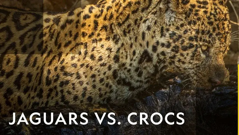 Jaguar vs. Croc still 3