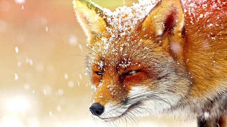 The Wonder of Animals still 1