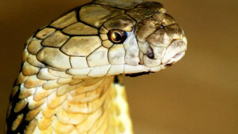World's Deadliest Snakes still 3