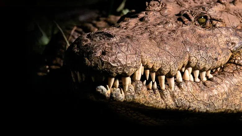 Africa's Deadliest still 6