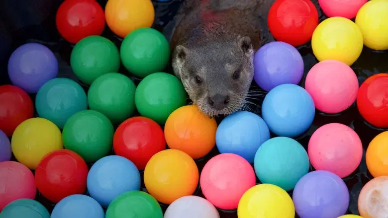Billy & Molly: An Otter Love Story still 4