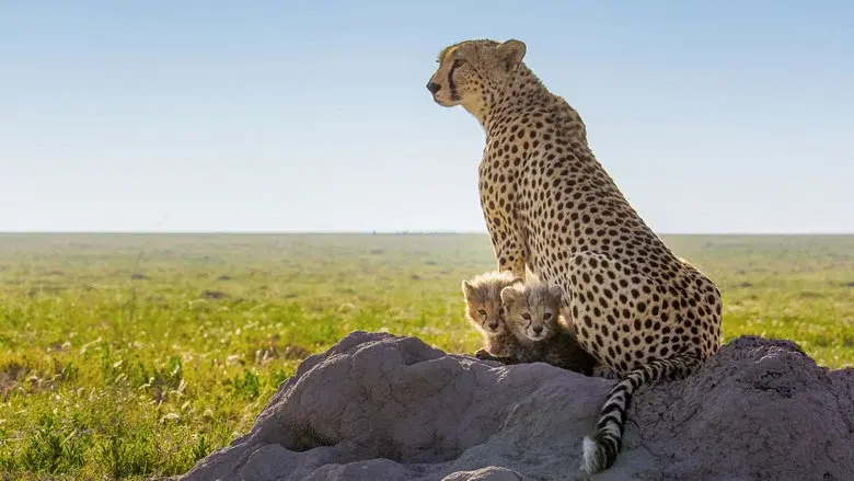 Cheetahs Up Close with Bertie Gregory still 4