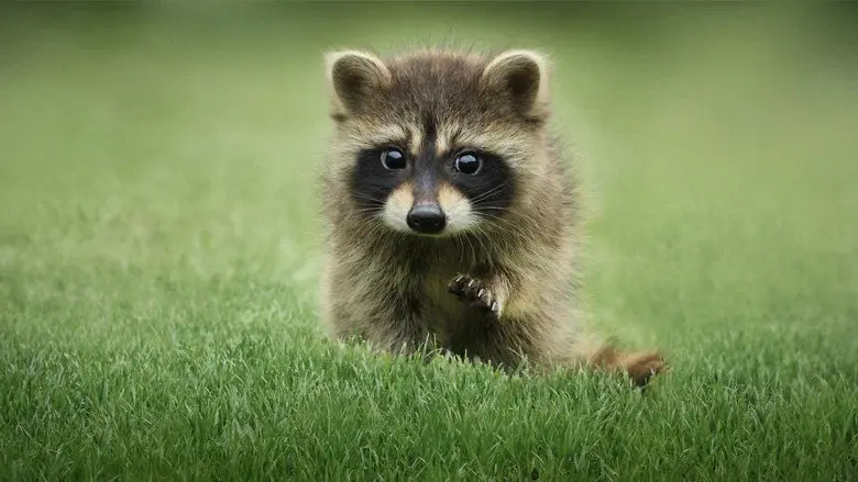 The Secret Lives of Animals still 2