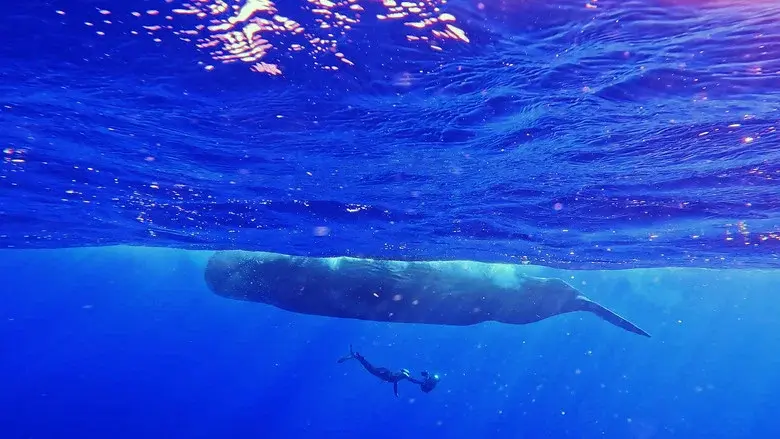 Whales and I still 3