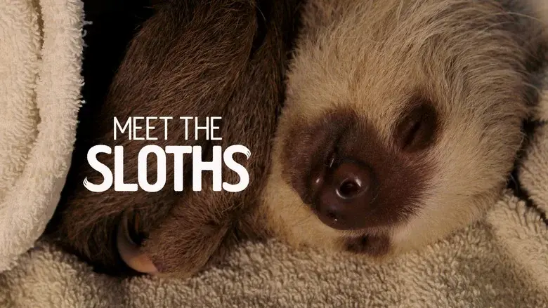 Meet the Sloths still 1