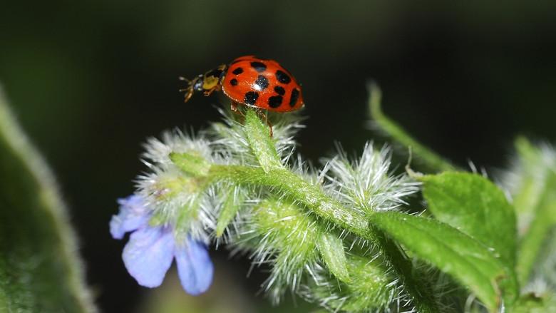 Life in the Undergrowth still 1
