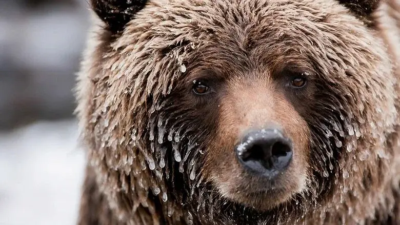 Wild Canada still 1